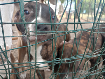 Ultime cucciole di Amstaf