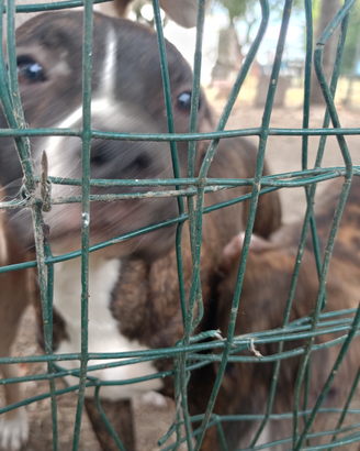 Ultime cucciole di Amstaf