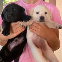 Labrador
