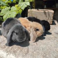 Conigli ariete minilop