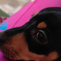 Bassotto tedesco. Pedigree Enci. Nani kaninken