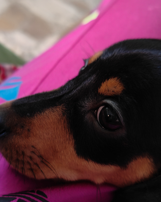 Bassotto tedesco. Pedigree Enci. Nani kaninken