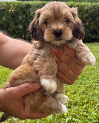 Cuccioli Bichon Havanese Pedigree Enci