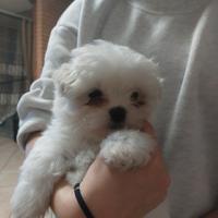 Maltese nano