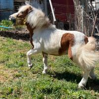 Pony shetland (intero)