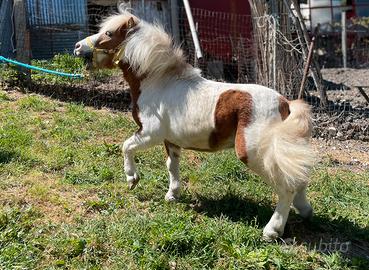 Pony shetland (intero)