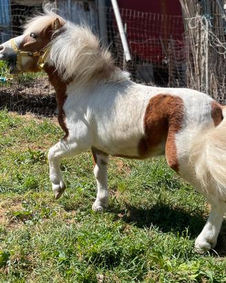 Pony shetland (intero)