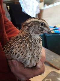Quaglie