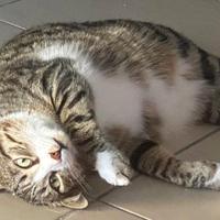 Gatto amorevole di compagnia