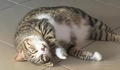 Gatto amorevole di compagnia