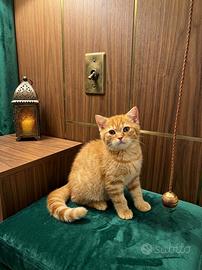 Scottish con pedigree vaccini e microchip