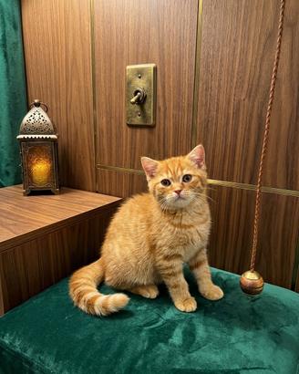 Scottish con pedigree vaccini e microchip
