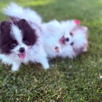 Spitz Pomerania Mini Bianco & Nero