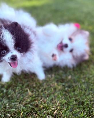 Spitz Pomerania Mini Bianco & Nero