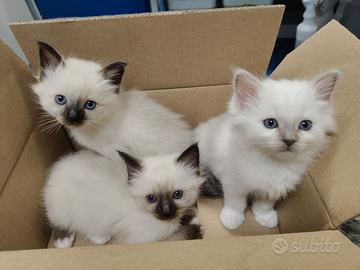 Cuccioli Sacro di Birmania Due maschietti