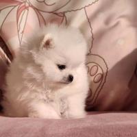 Spitz Pomerania micro Toy femmina