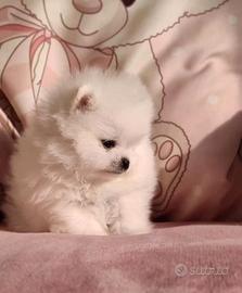 Spitz Pomerania micro Toy femmina