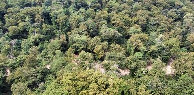 Terreno Agricolo a Brienno