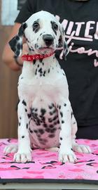 Cucciola dalmata