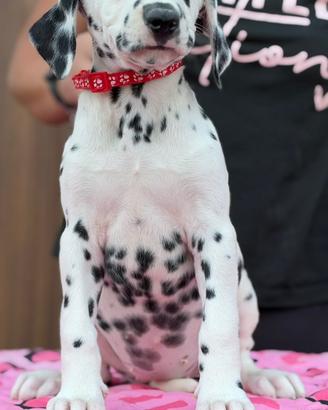 Cucciola dalmata