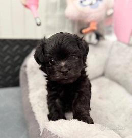 Maltipoo mini toy