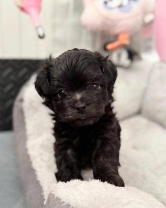 Maltipoo mini toy