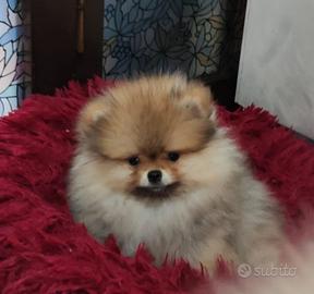 Spitz di Pomerania nano