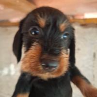 Bassotti tedeschi a pelo duro