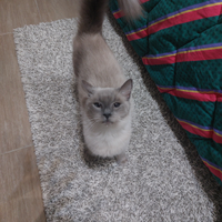 Simil siamese fellima adulta