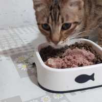 Dolce Gattina 5 mesi catania
