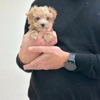Maltipoo ( maltese barboncino ) rosso mini toy