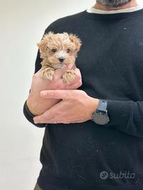 Maltipoo ( maltese barboncino ) rosso mini toy