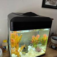 Betta + acquario