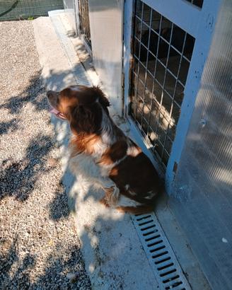 Cane Breton
