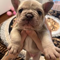 Bulldog francese maschio