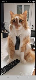 Oscar