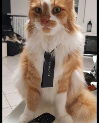 Oscar