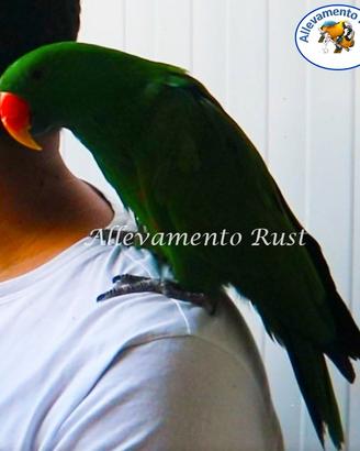 Ecletto - Pappagallo