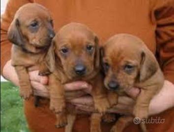 Bassotto kaninchen maschio