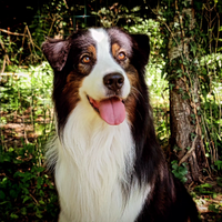 Pastore Australiano Australian Shepherd per monte