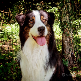 Pastore Australiano Australian Shepherd per monte