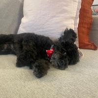 Barboncina barboncino toy per accoppiamento