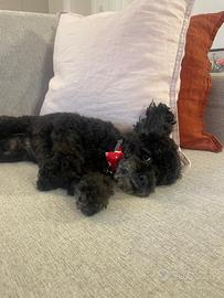 Barboncina barboncino toy per accoppiamento