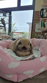 Coniglietti mini lop