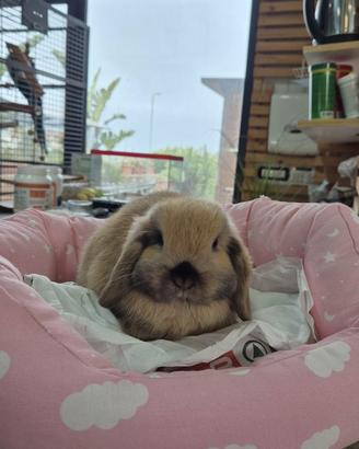 Coniglietti mini lop
