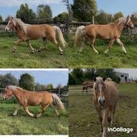 Haflinger e incroci