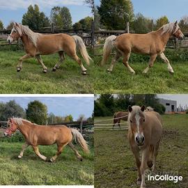 Haflinger e incroci