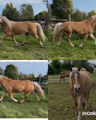Haflinger e incroci
