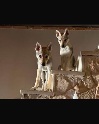 Cucciolo di lupo cecoslovacco di 3 mesi