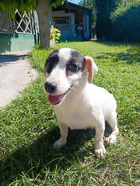 Jack russel